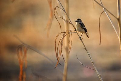 Close-up of bird perching on twig