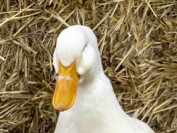 High angle view of bird in nest