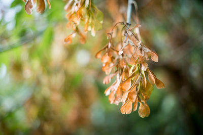 Close-up of plant against blurred background