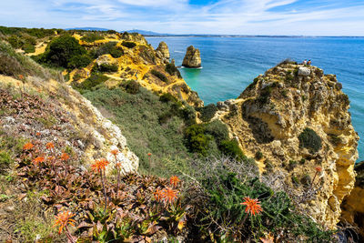 Red flowers on the cliffs of algarve coastline overlooking the atlantic ocean, portugal