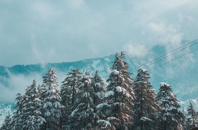 Low angle view of trees against sky during winter