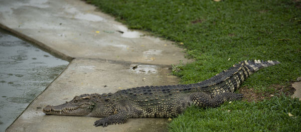 High angle view of crocodile in river