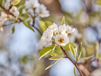 Close-up of white blossom tree