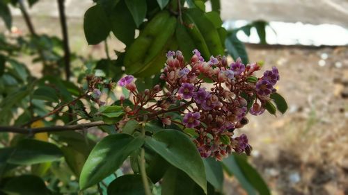 Close-up of pink flowers blooming outdoors