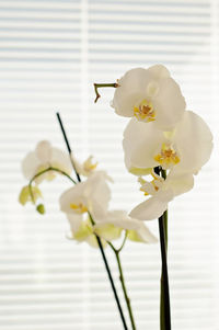 White orchid flower or moth orchid in front of a window with blinds closed