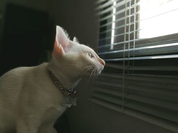 Close-up of cat looking through window