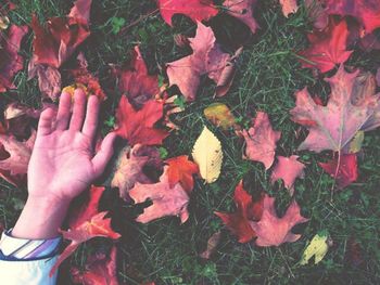 Maple leaves on ground