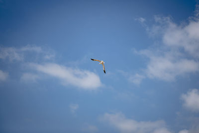 Low angle view of bird flying in sky