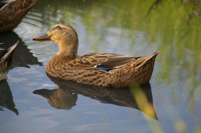 Close-up of duck swimming in lake