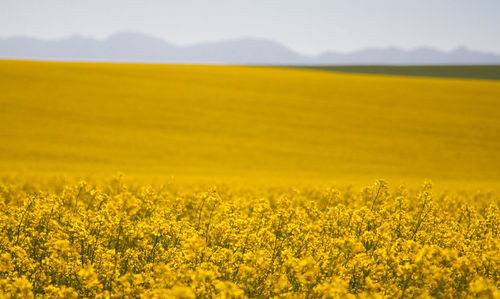 Close-up of yellow flowers in field