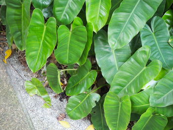 High angle view of leaves in sunlight