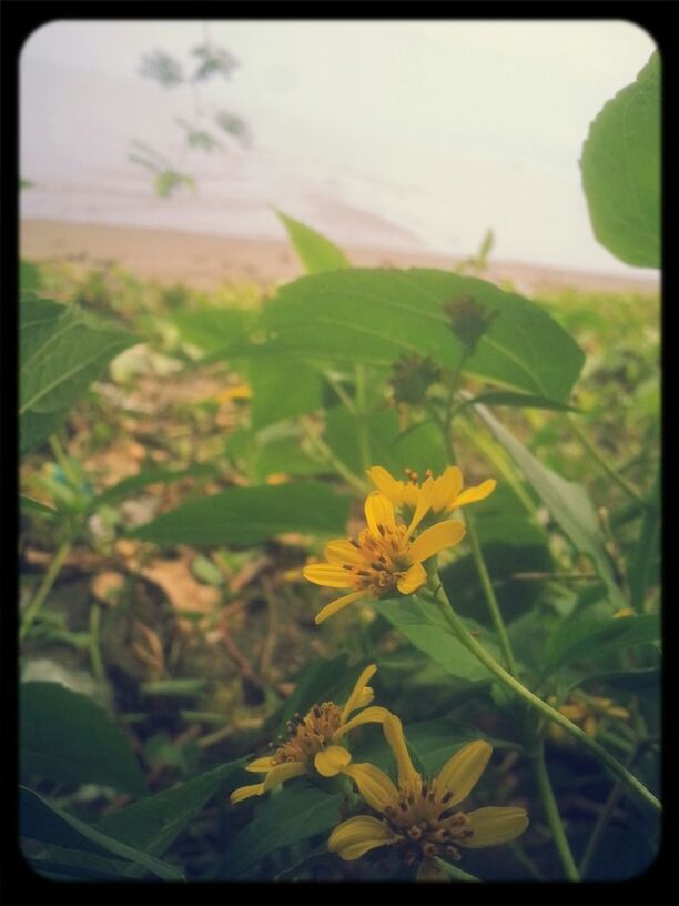 flower, growth, yellow, freshness, fragility, beauty in nature, plant, focus on foreground, nature, transfer print, petal, field, flower head, close-up, blooming, auto post production filter, selective focus, stem, in bloom, tranquility