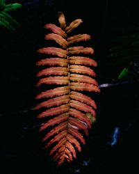 Close-up of hand holding red leaf