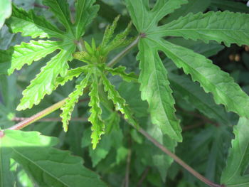 Close-up of fresh green leaves