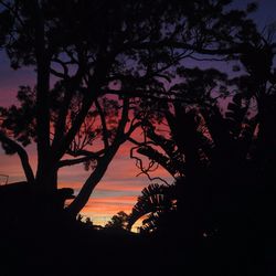 Silhouette of trees against sky at sunset