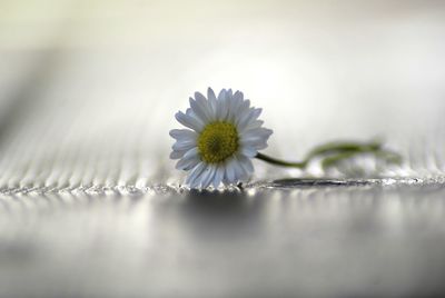 Close-up of flower against blurred background