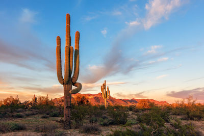 Saguaro cactus at sunset in the arizona desert