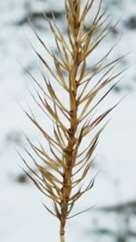 Close-up of plant