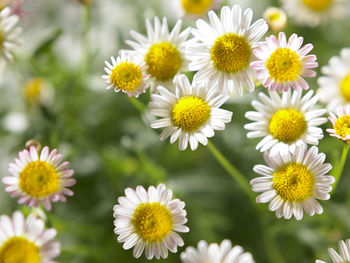 Close-up of white daisy flowers