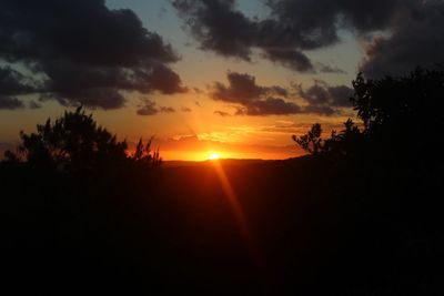 Silhouette of trees at sunset