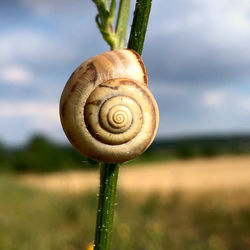 Close-up of snail