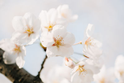 Close-up of apple blossoms in spring