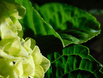 Close-up of green leaves