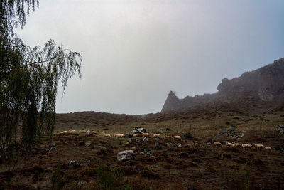 Scenic view of landscape against clear sky