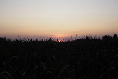 Silhouette plants growing on field against sky during sunset
