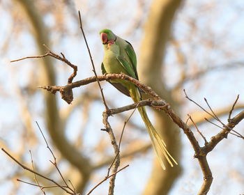 Bird perching on branch