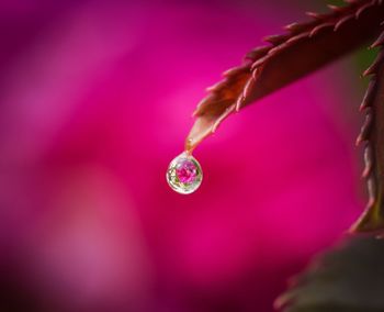 Close-up of water drops on pink flower