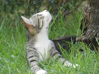 Cat lying on grass