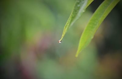 Close-up of wet plant