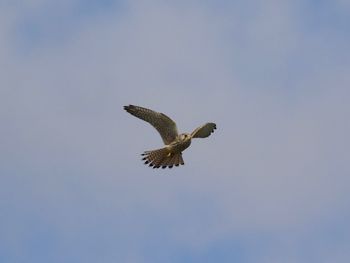 Low angle view of buzzard flying against sky