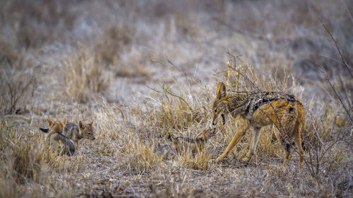 Jackals on land