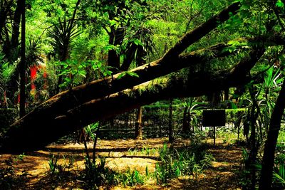 Trees in forest