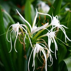 Close-up of white flowers blooming in park