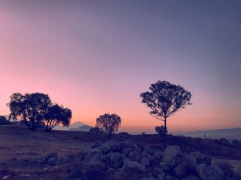 Trees on field against sky during sunset