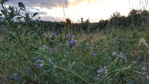 Purple wildflowers blooming on field against sky