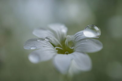 Close-up of white flower blooming outdoors