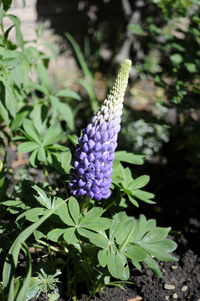 Close-up of purple flowering plant