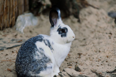 Close-up of rabbit