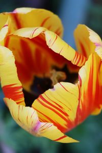 Close-up of yellow tulip