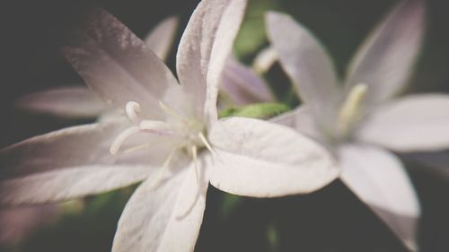 Close-up of flower blooming outdoors