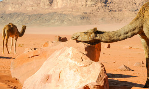 Camels in jordan wadi rum desert on red sand with baby and high mountains in the background