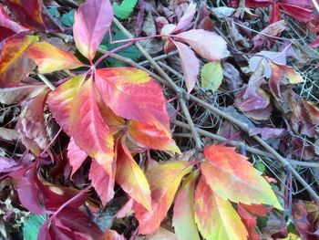 Close-up of leaves on ground
