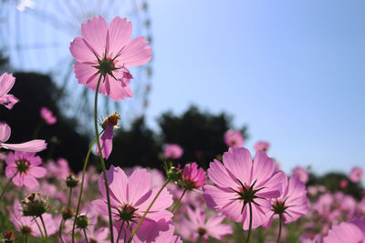 Close-up of pink cosmos flowers