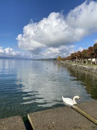 View of seagulls on lake