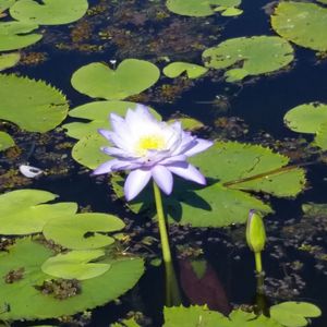 High angle view of lotus water lily in lake