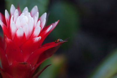 Close-up of red flower